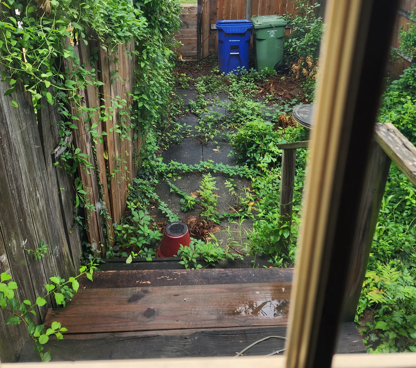 Before: overgrown backyard with an old fence and weeds
